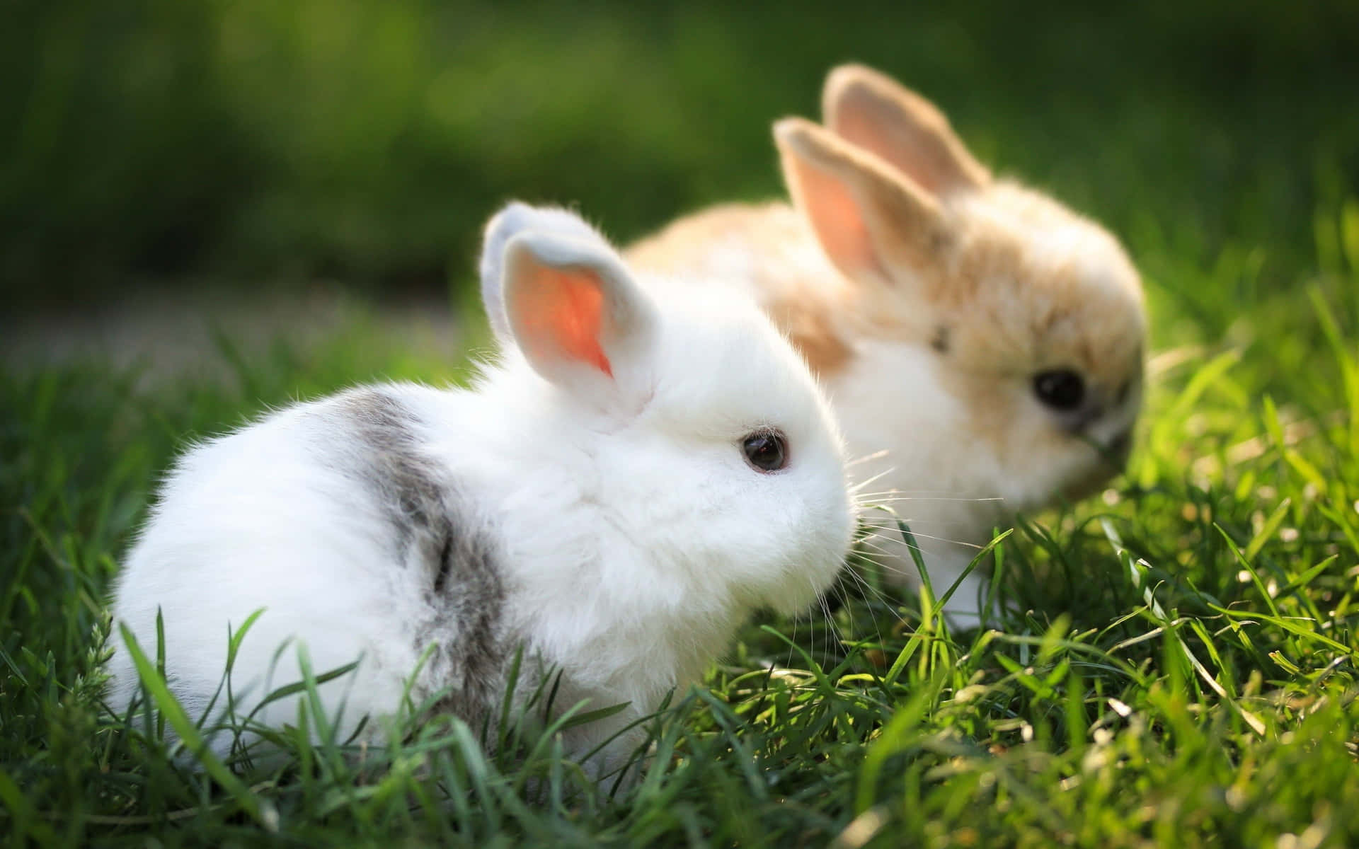 A cute cottontail bunny hops through a meadow.