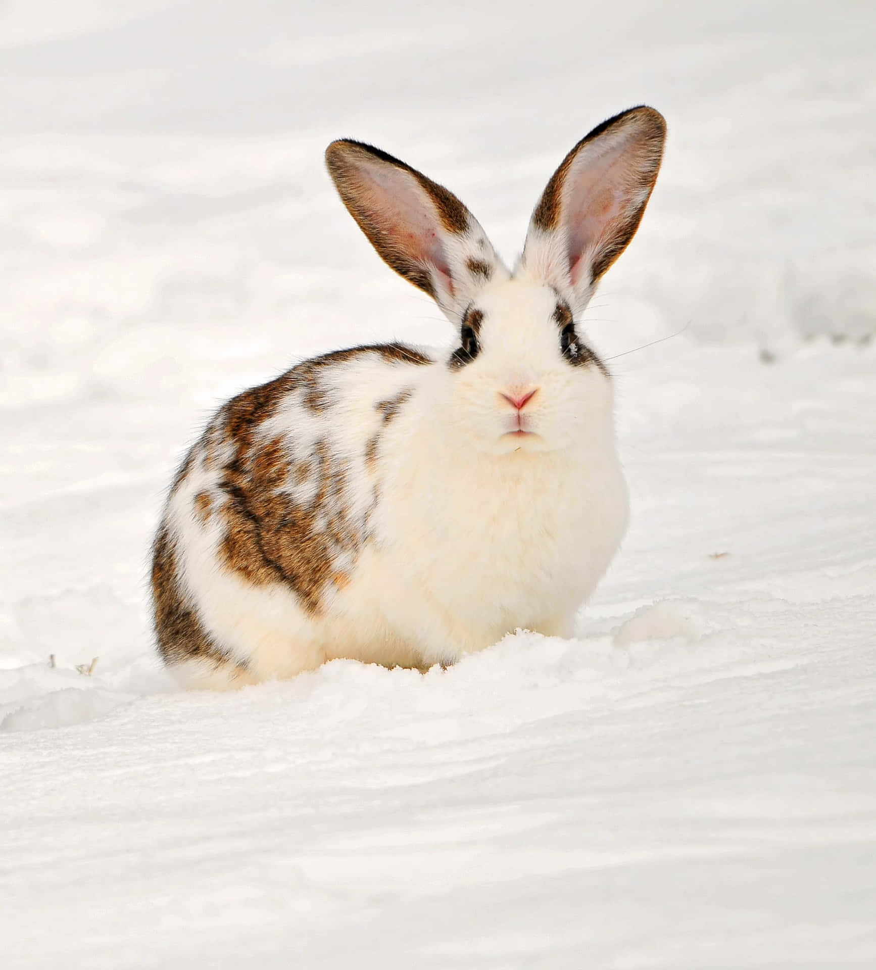 A fluffy bunny stays alert and looks around its environment.