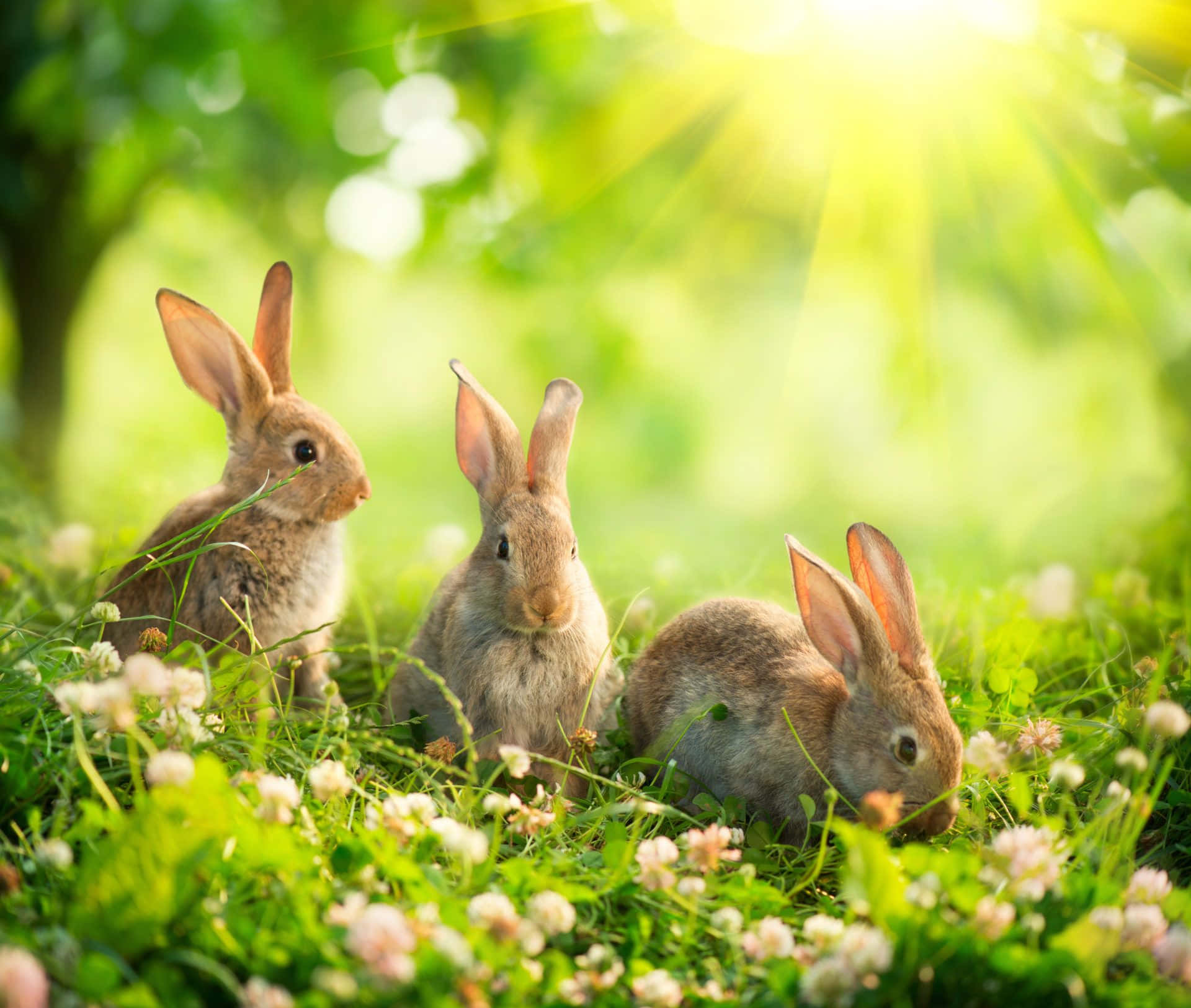 Playful Bunny Amidst a Vibrant Meadow