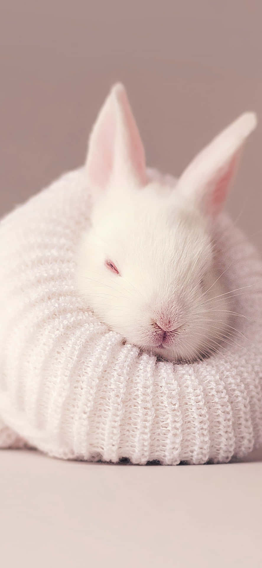 A White Rabbit Sleeping In A Knitted Pillow
