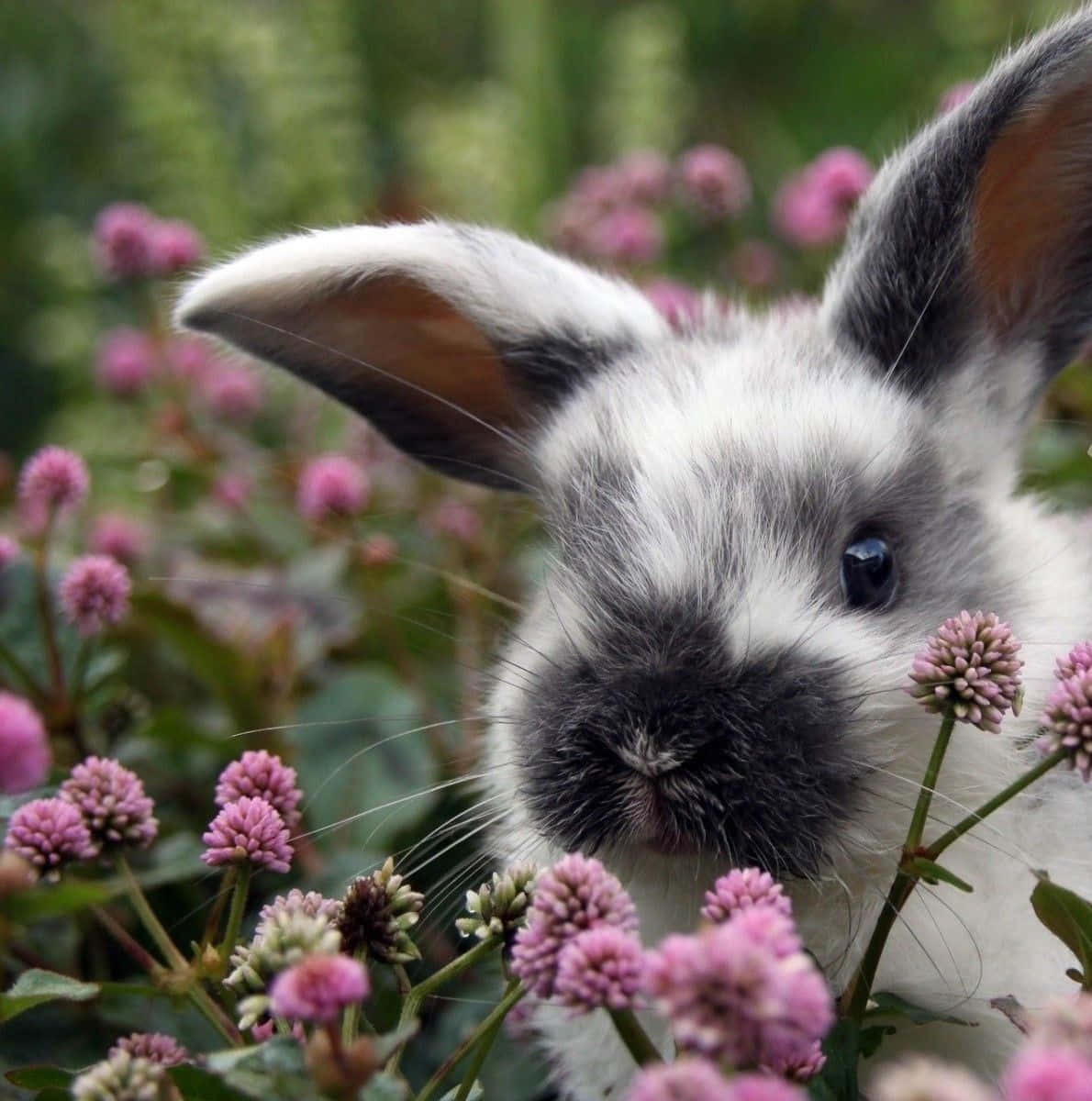 A cute white bunny with pink nose looking at the camera.