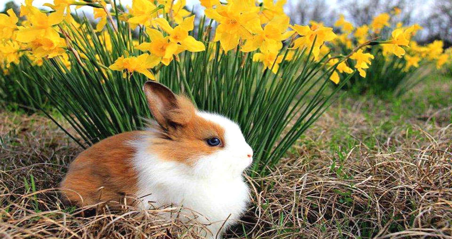 Einflauschiges Kleines Kaninchen Schaut Voller Liebe Und Freude Zum Himmel Hoch.
