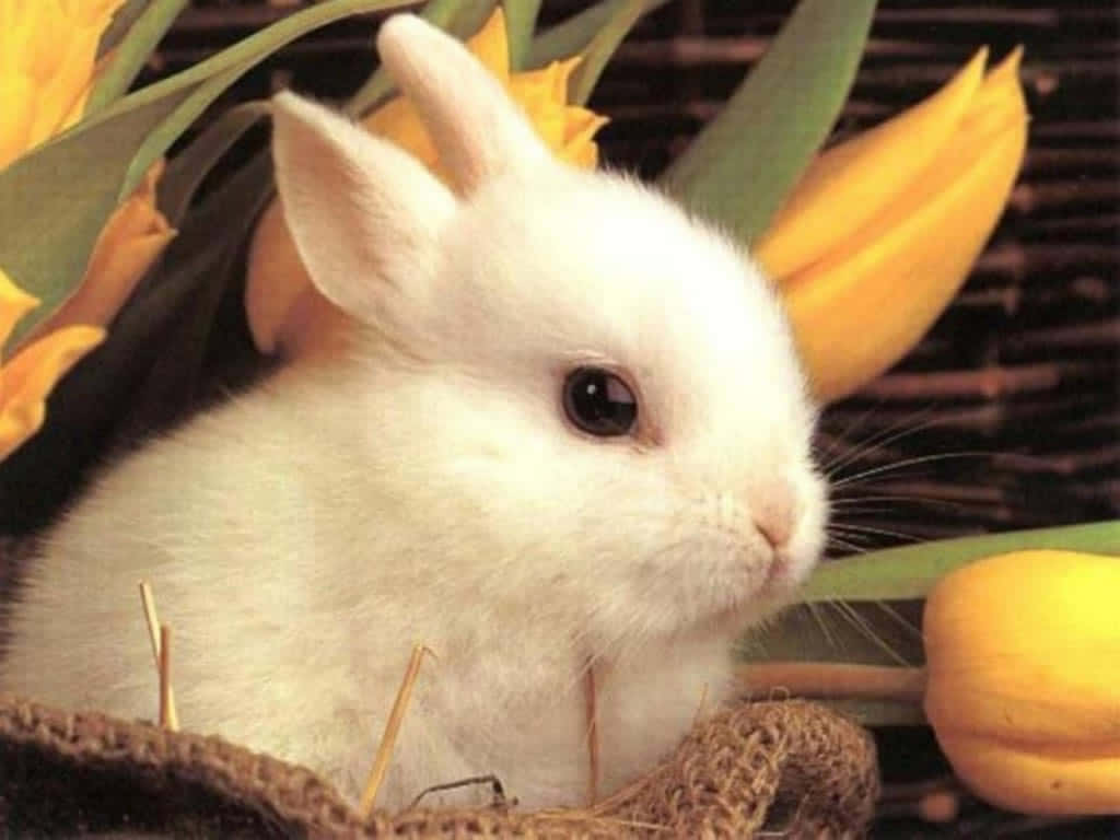 A fluffy white rabbit ready to explore the world