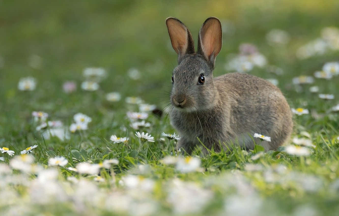 A Cuddly Rabbit Enjoys Nature's Blessings