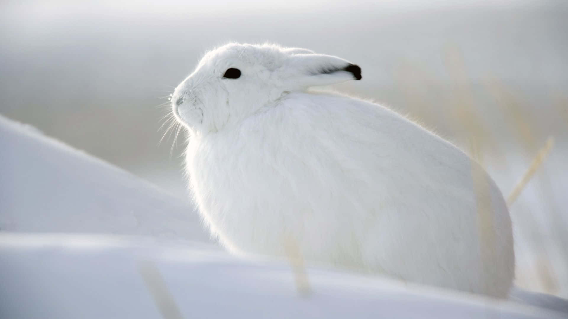An adorable fluffy bunny enjoying a summer day