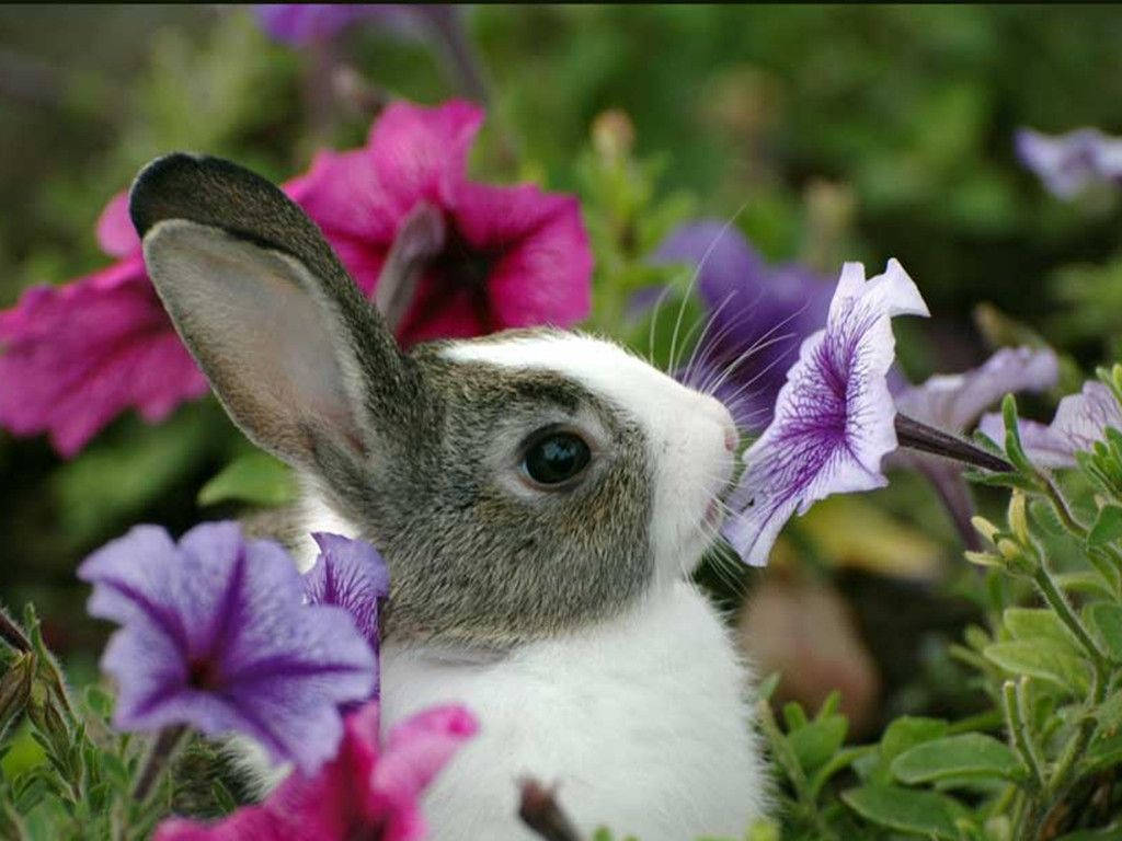 A sweet bunny sniffs the alluring scent of wildflowers. Wallpaper
