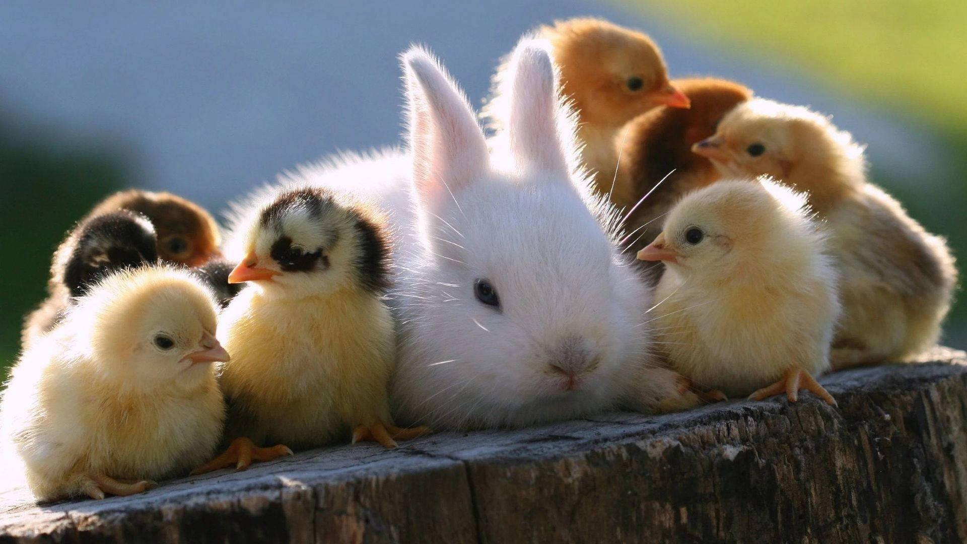 Bunny With Baby Chick Animals Wallpaper