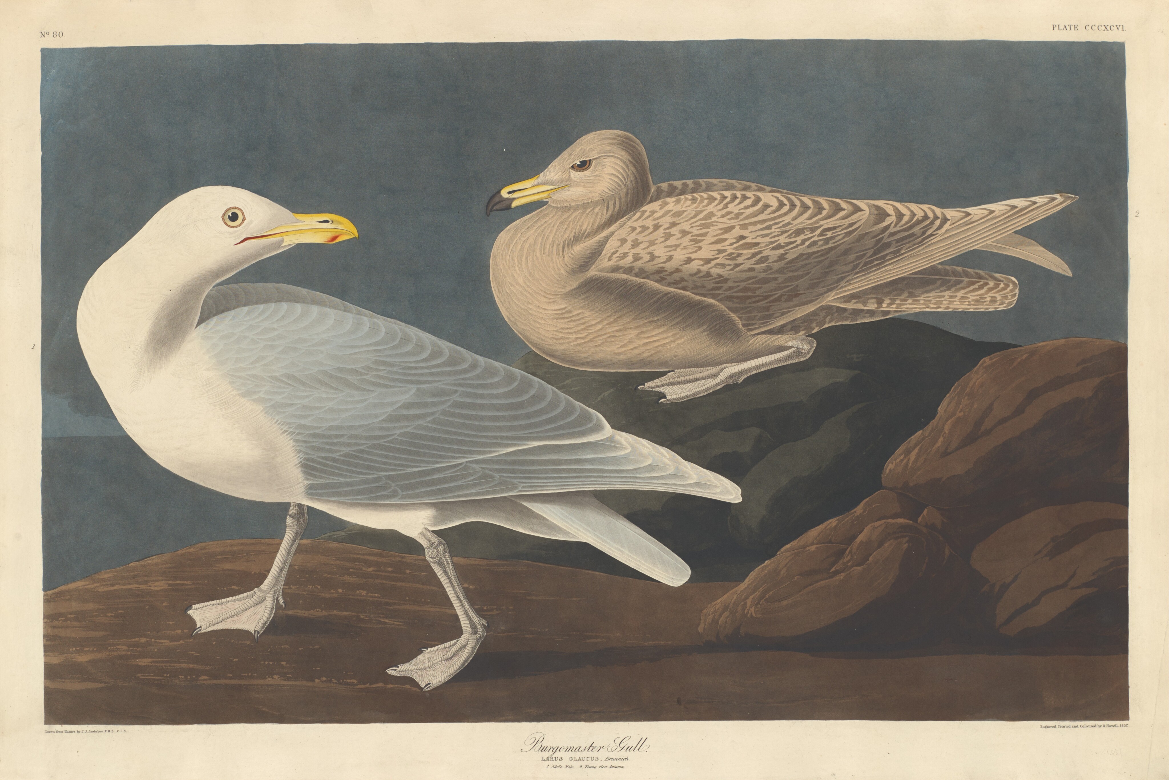 Burgomaster Gull Wallpaper