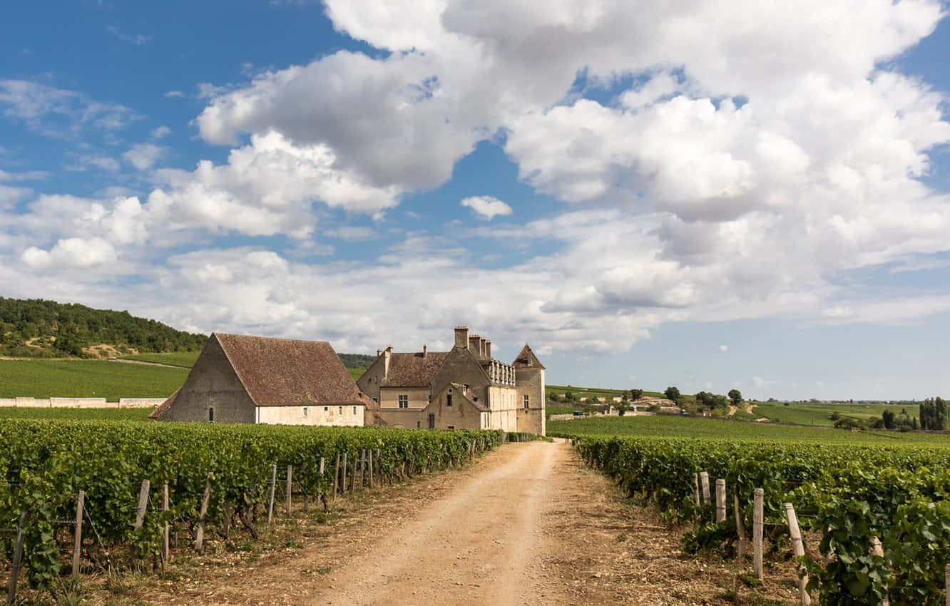 Burgundy Background Clos De Vougeot