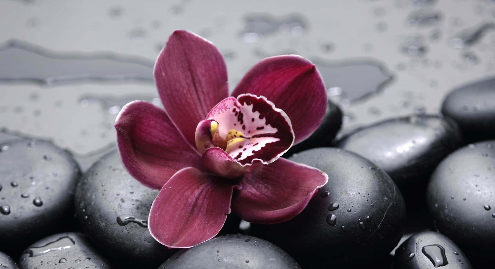 Burgundy Background Orchid On The Rocks