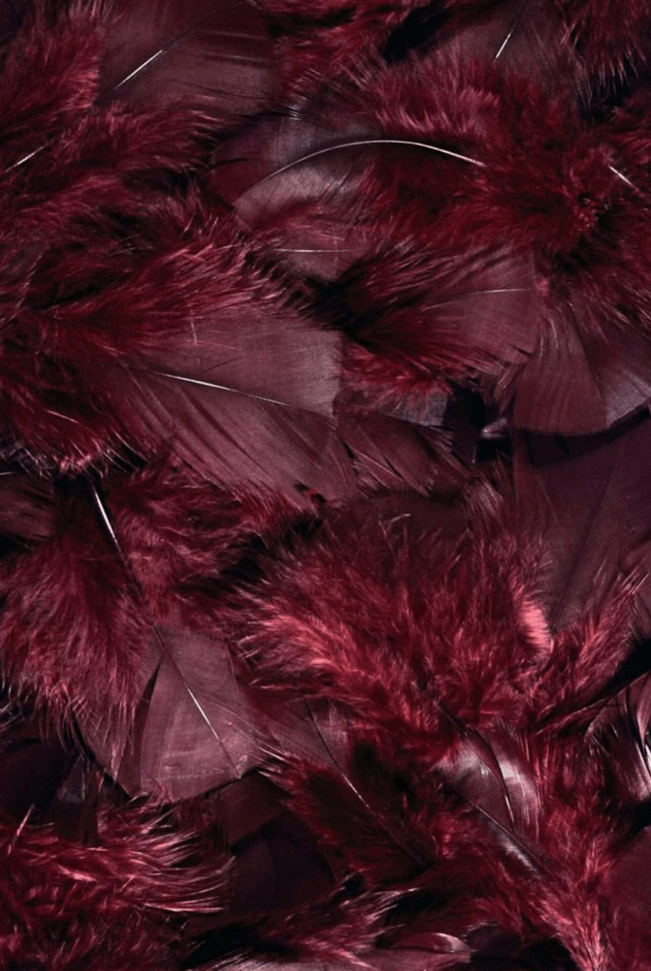 Burgundy Feathers Texture Wallpaper