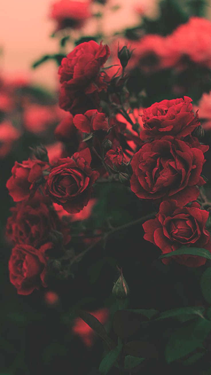 Røde roser i haven Wallpaper
