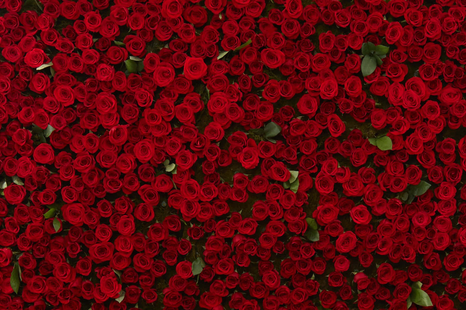 A Bouquet of Burgundy Roses Wallpaper