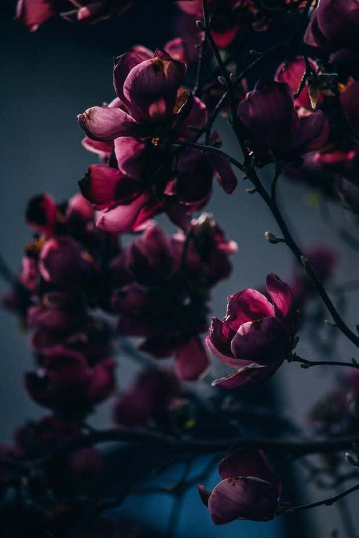 Unaelegante Flor Borgoña Meciéndose Suavemente En El Viento. Fondo de pantalla
