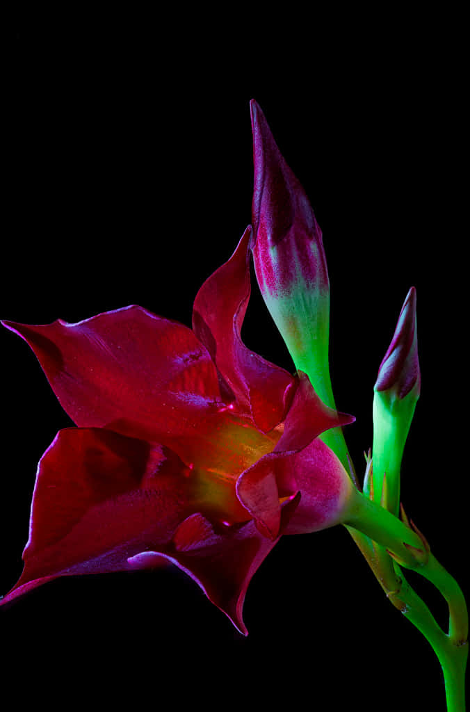 Unahermosa Flor De Color Borgoña Floreciendo Contra Un Fondo Cremoso. Fondo de pantalla