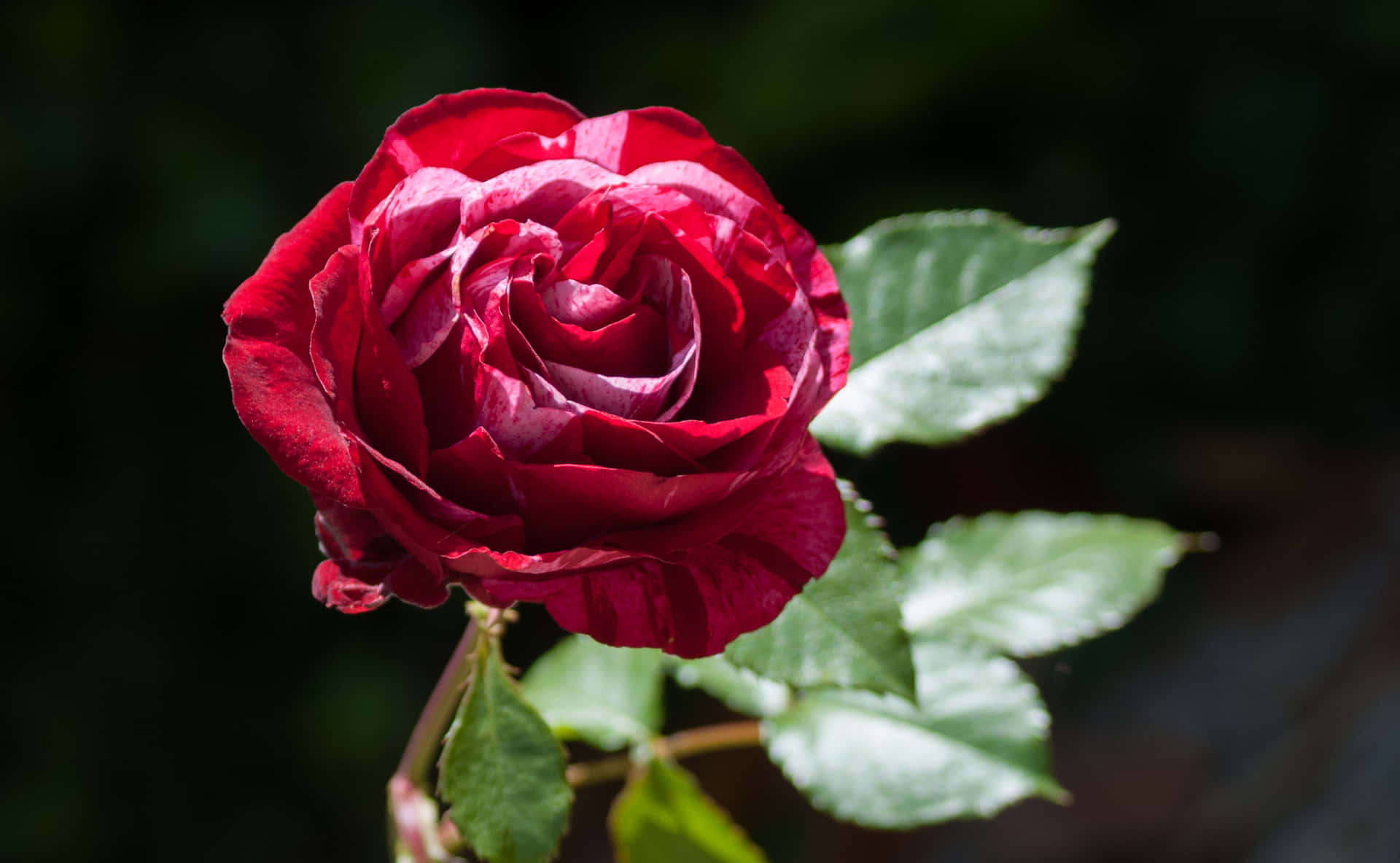 A Red Rose Is Shown In The Background Wallpaper