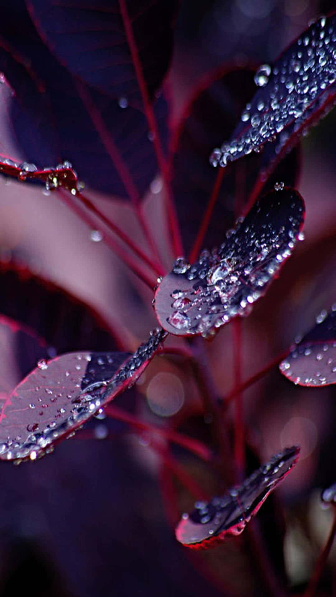 Ennärbild På Ett Lila Löv Med Vattendroppar. Wallpaper