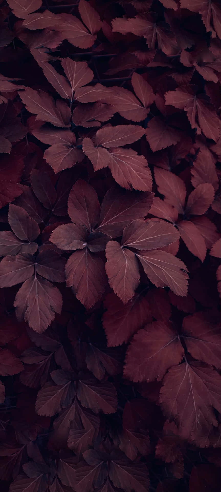 Burgundy Leaves Texture Aesthetic.jpg Wallpaper