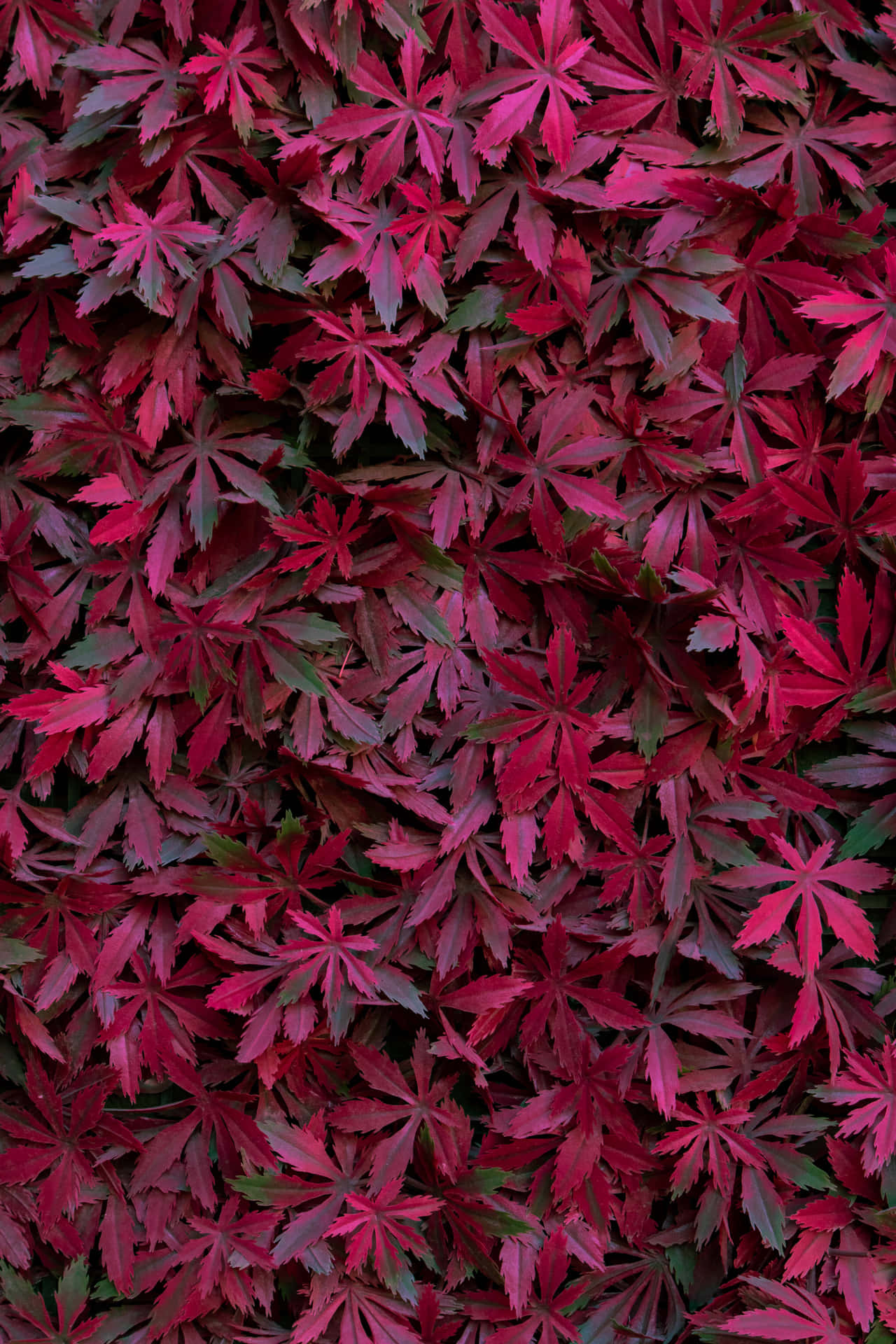 Burgundy Maple Leaves Texture Wallpaper