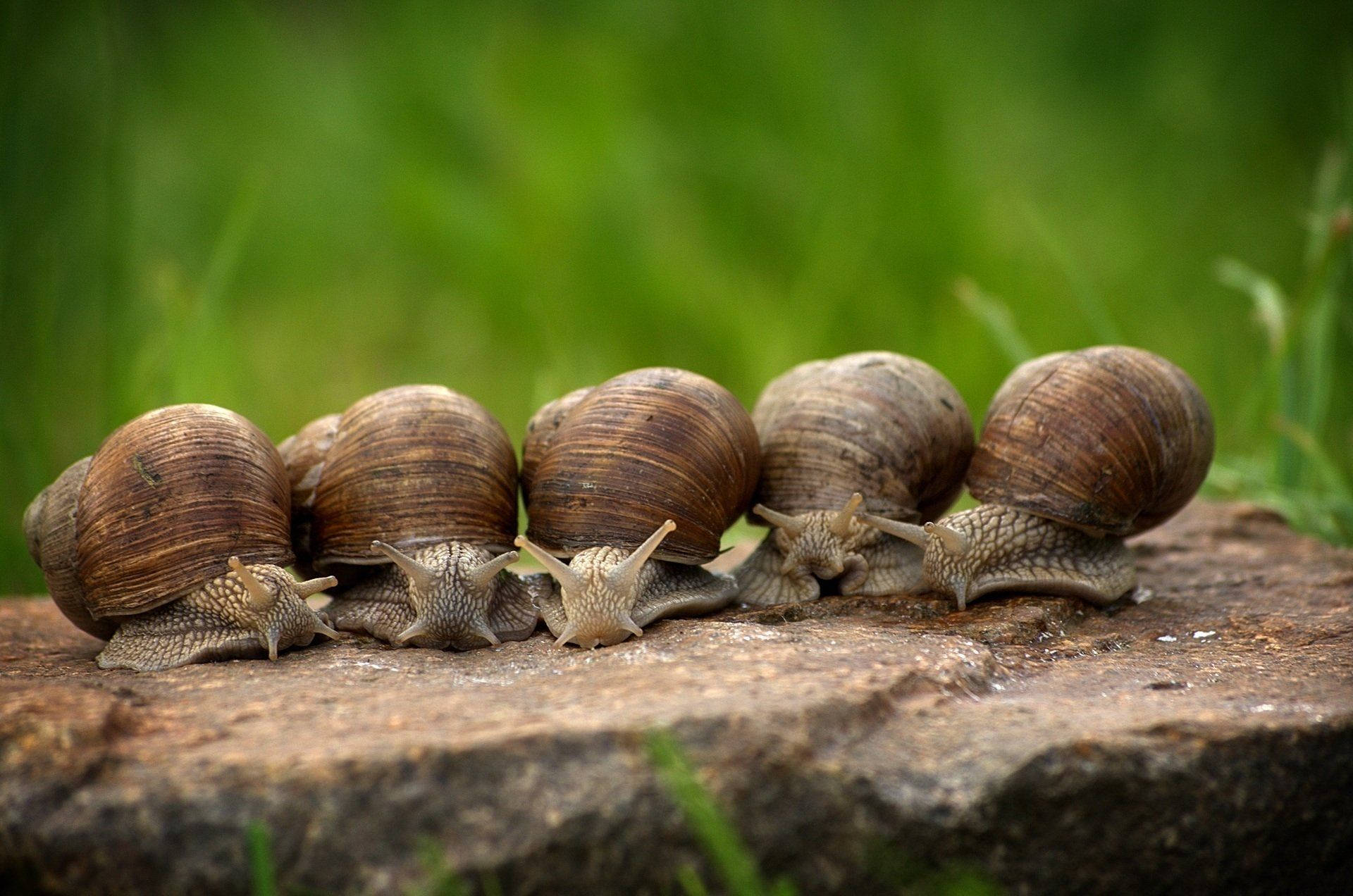 Caption: Group of Burgundy Snails in their Natural Habitat Wallpaper