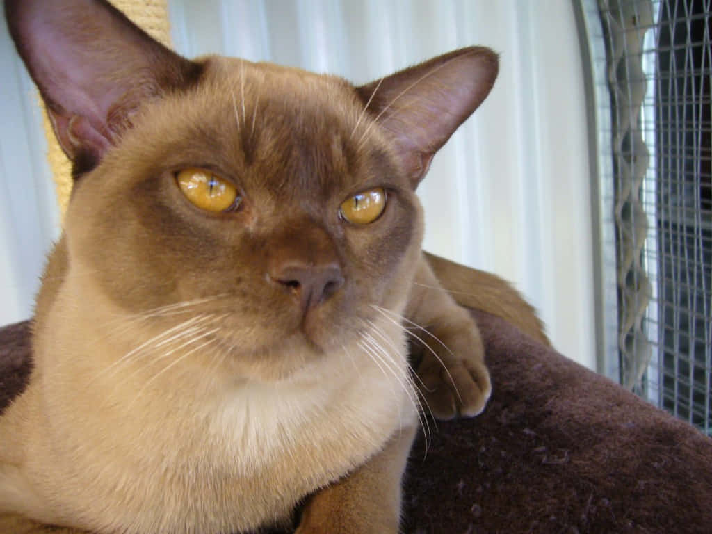 Close-up portrait of a Burmese cat Wallpaper