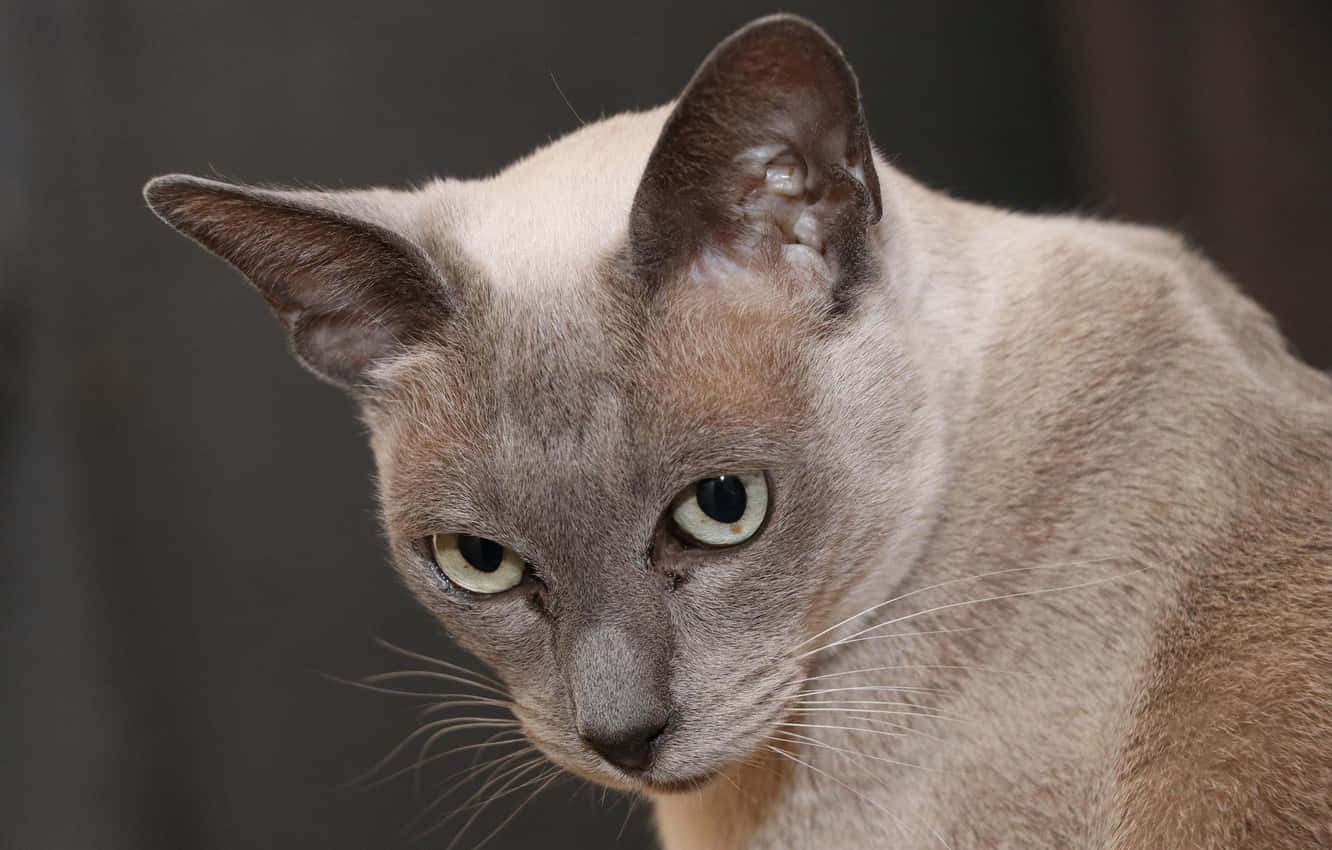 Schattige Birmese Kat Die Op Een Zachte Oppervlakte Liggen Achtergrond