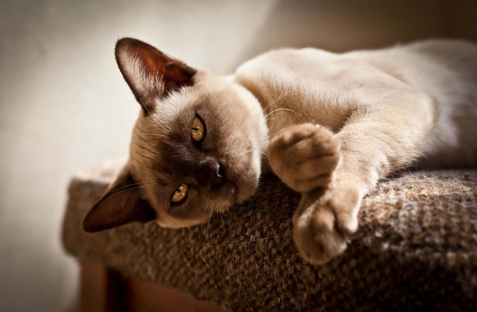 Gorgeous Burmese Cat Relaxing in Serenity Wallpaper