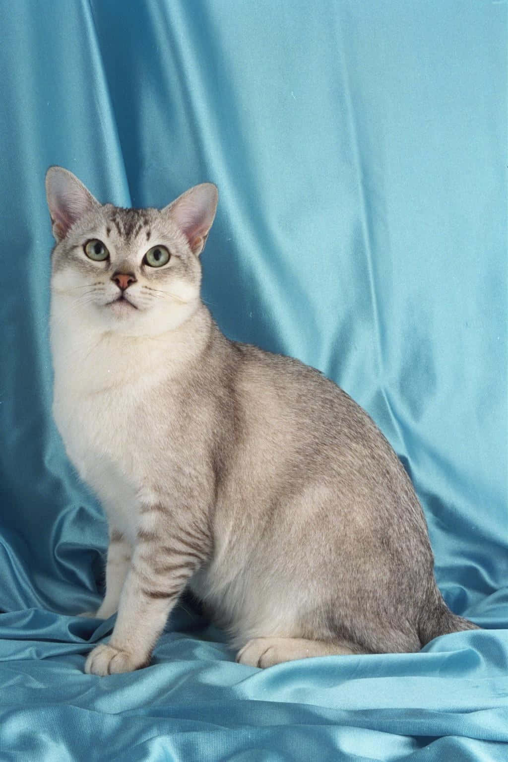 Majestic Burmilla Cat Lounging on a Sofa Wallpaper