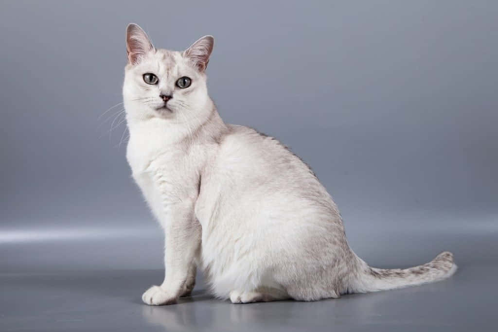 A beautiful Burmilla cat perched elegantly on a window sill. Wallpaper