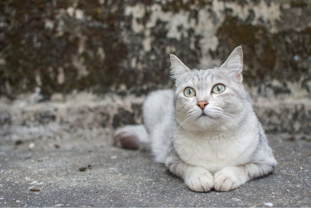 Beautiful Burmilla cat relaxing on a cozy blanket Wallpaper