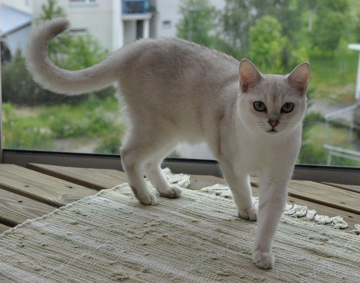 Adult Burmilla cat lounging on a wooden surface Wallpaper