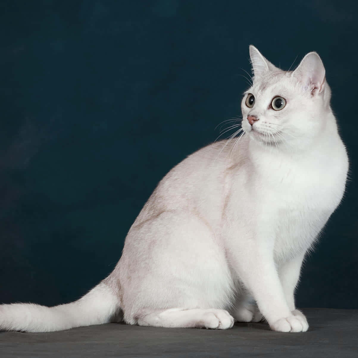Beautiful Burmilla cat sitting gracefully Wallpaper