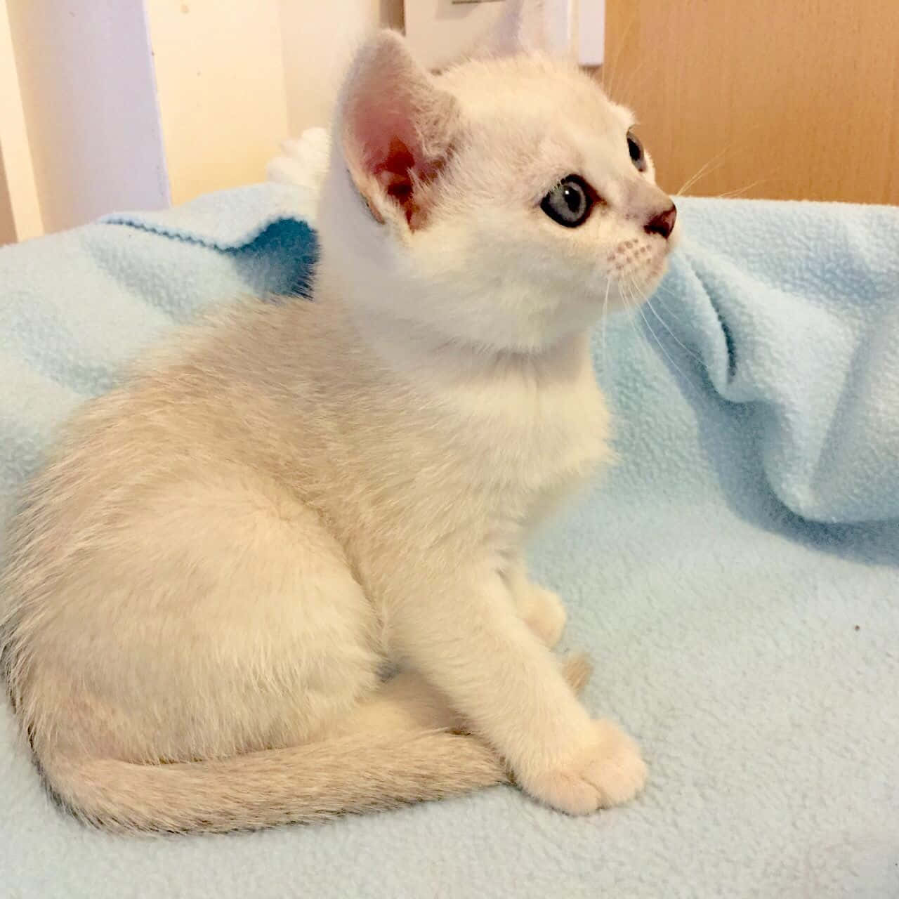 Graceful Burmilla cat relaxing on a cozy rug Wallpaper