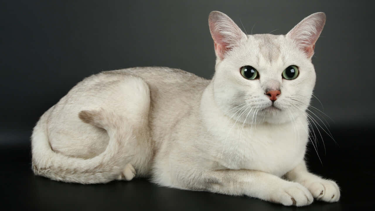 Elegant Burmilla cat lounging on a soft surface Wallpaper