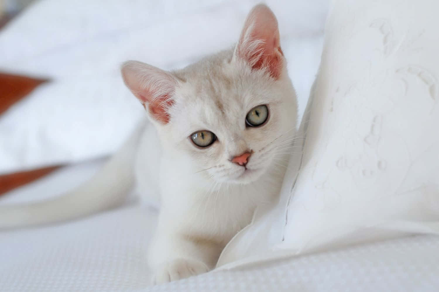 Majestic Burmilla Cat Lounging on the Floor Wallpaper