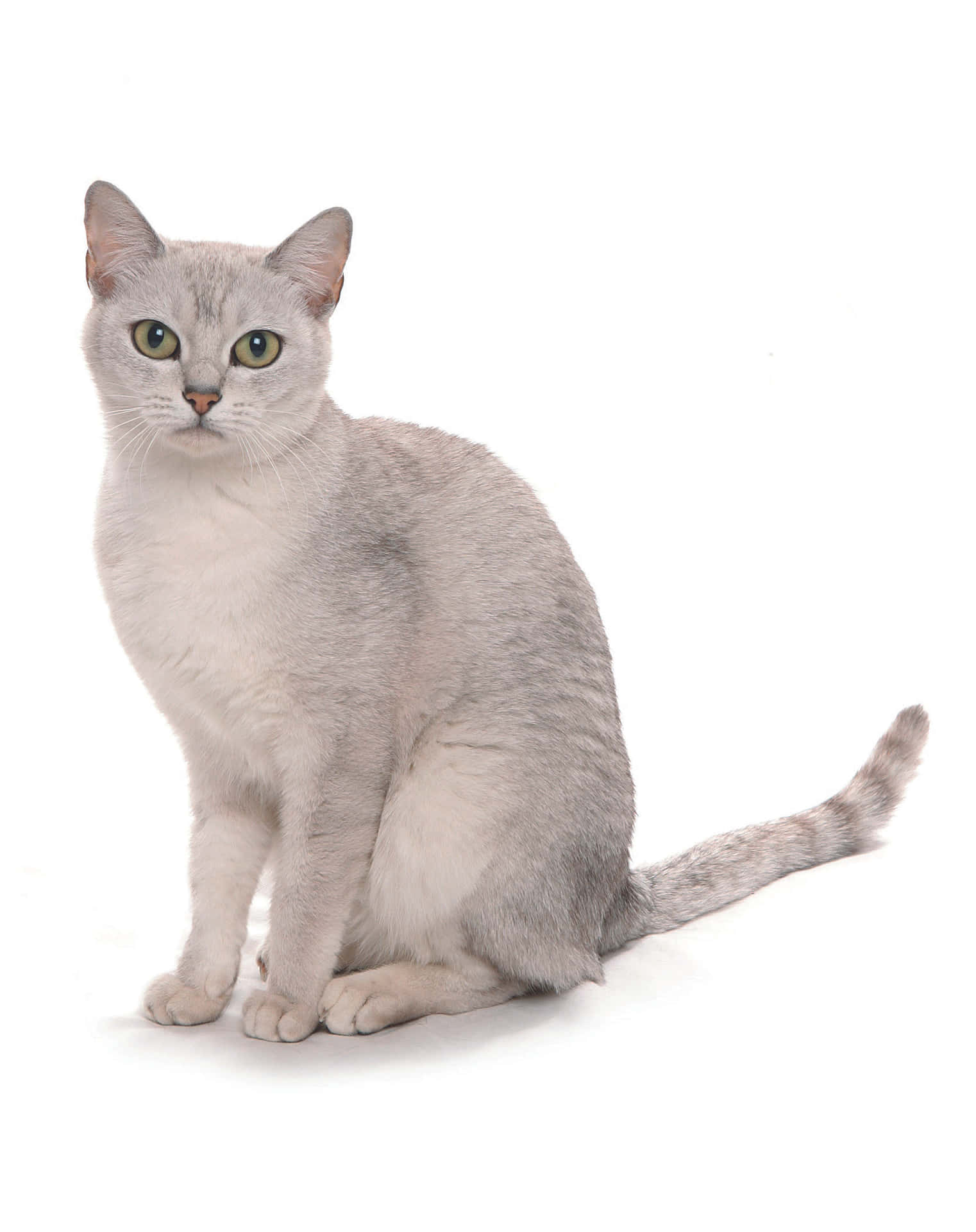 Adorable Burmilla Cat Relaxing on a White Surface Wallpaper