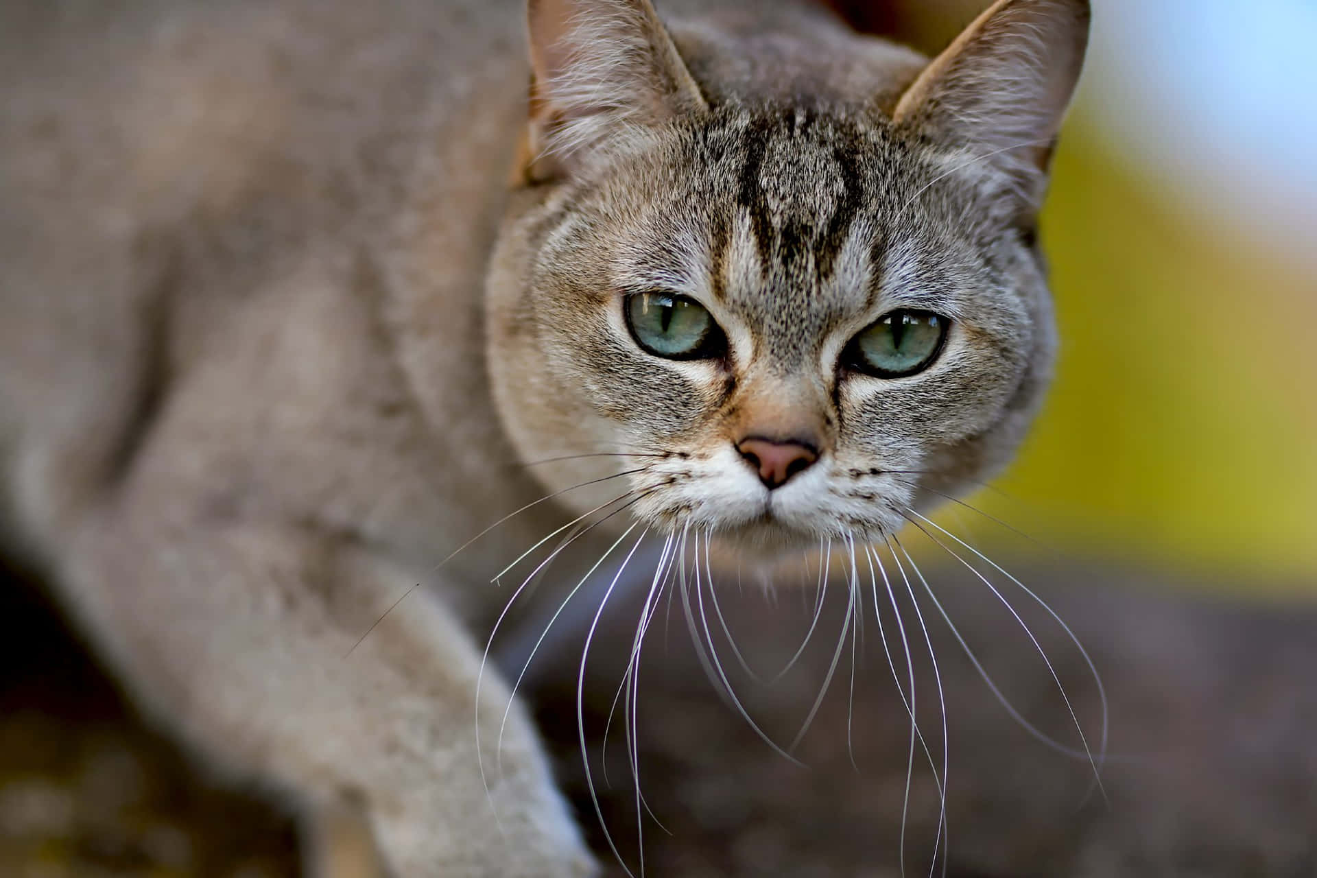 Elegant Burmilla cat lounging gracefully Wallpaper