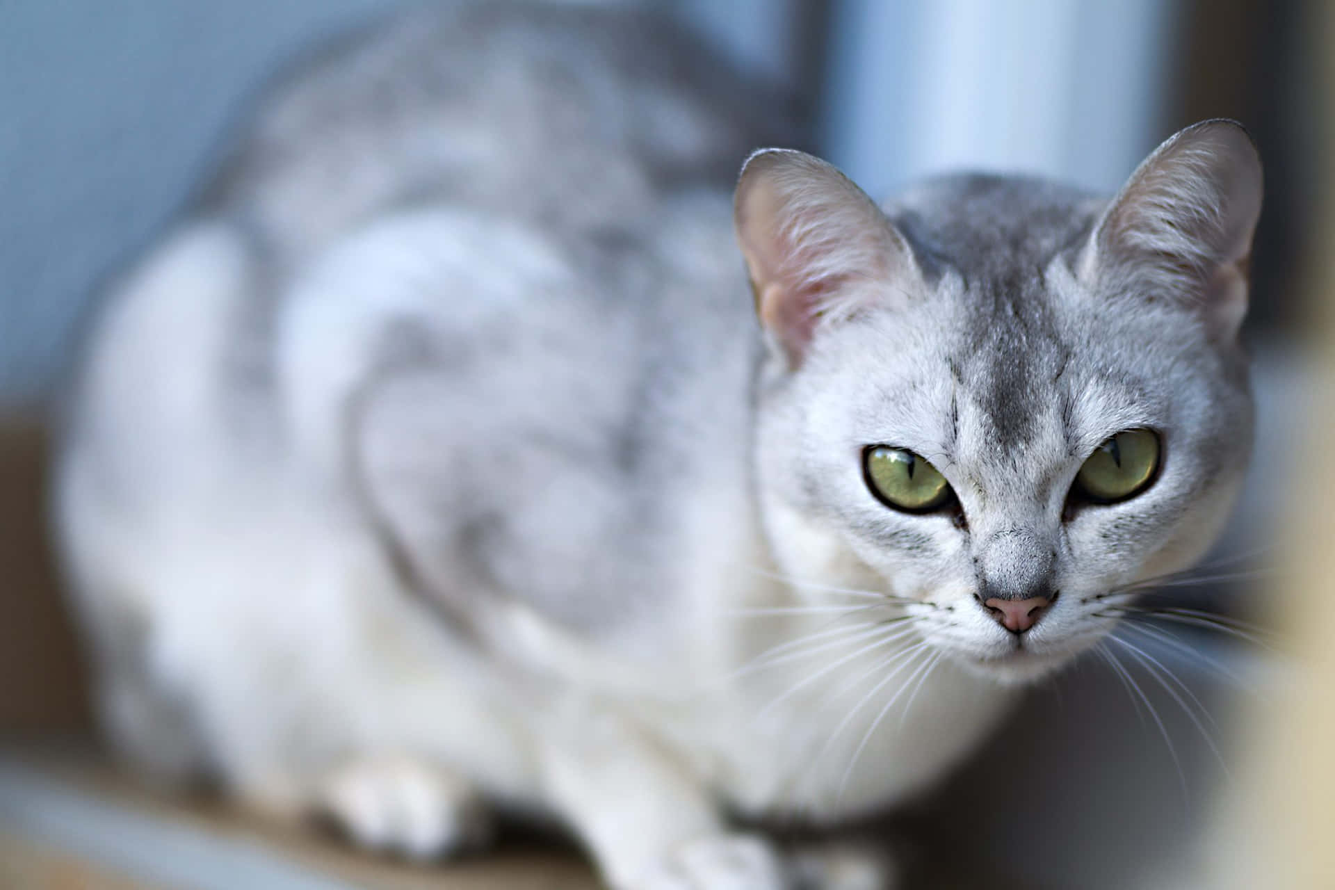 Elegantegato Burmilla Con Ojos Cautivadores. Fondo de pantalla