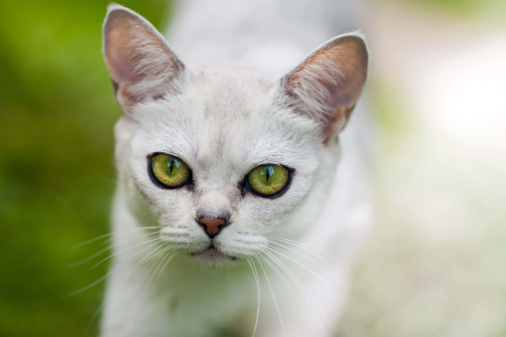 A beautiful Burmilla cat relaxing in the sunlight Wallpaper