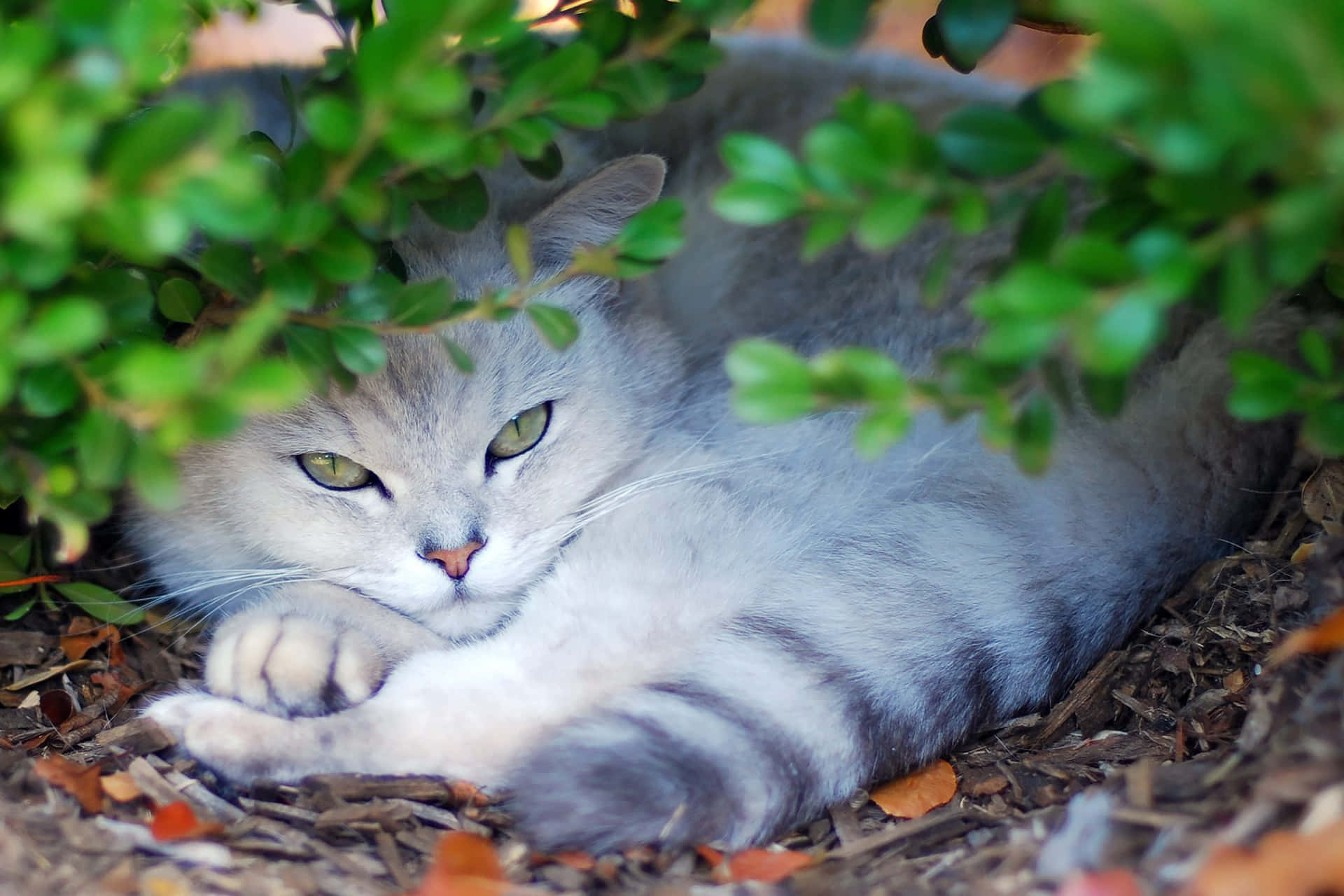 Beautiful Burmilla Cat Relaxing on a Cozy Sofa Wallpaper