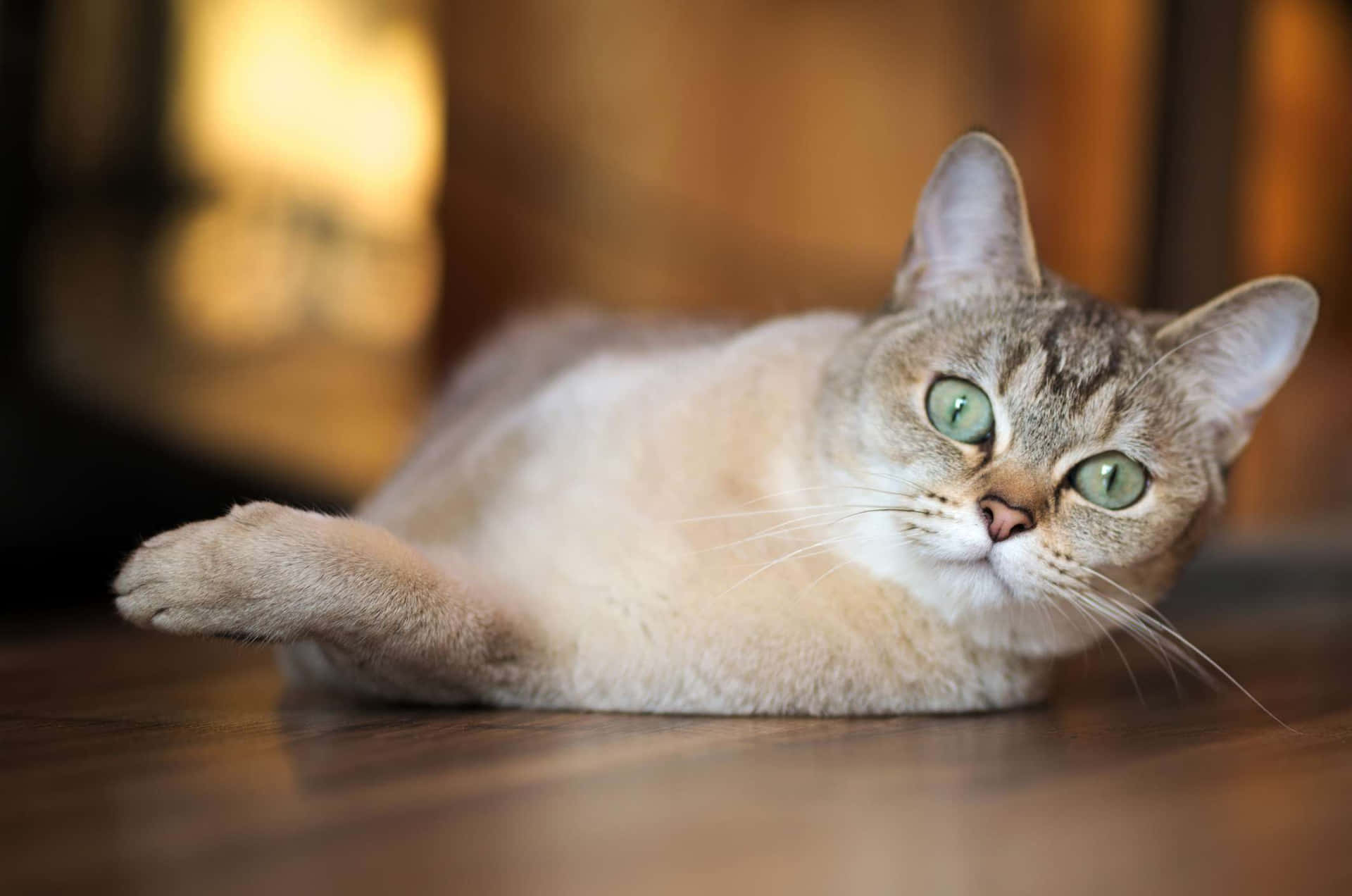 Beautiful Burmilla cat posing in a natural setting Wallpaper