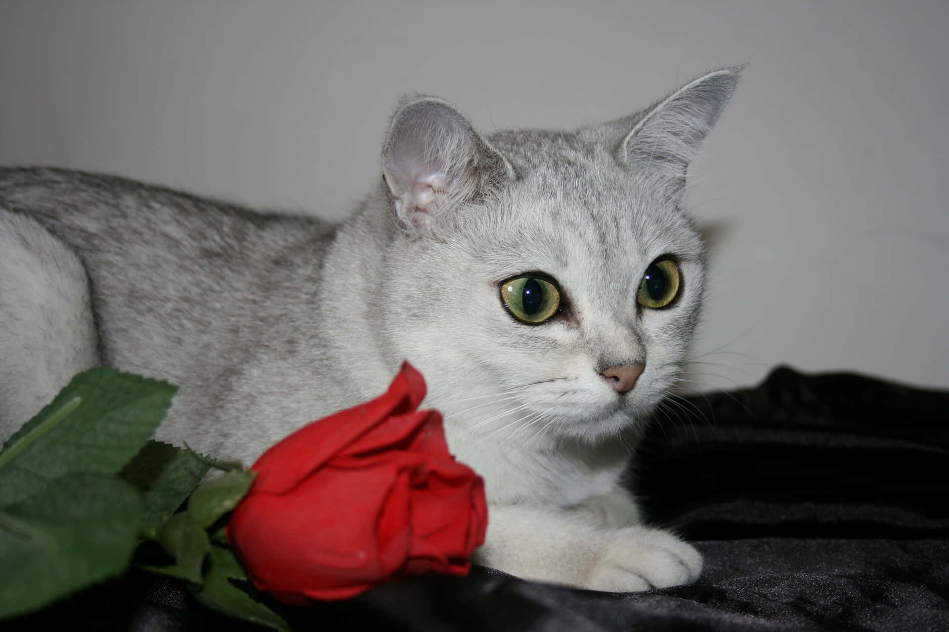 Beautiful Burmilla cat resting on a cozy couch Wallpaper