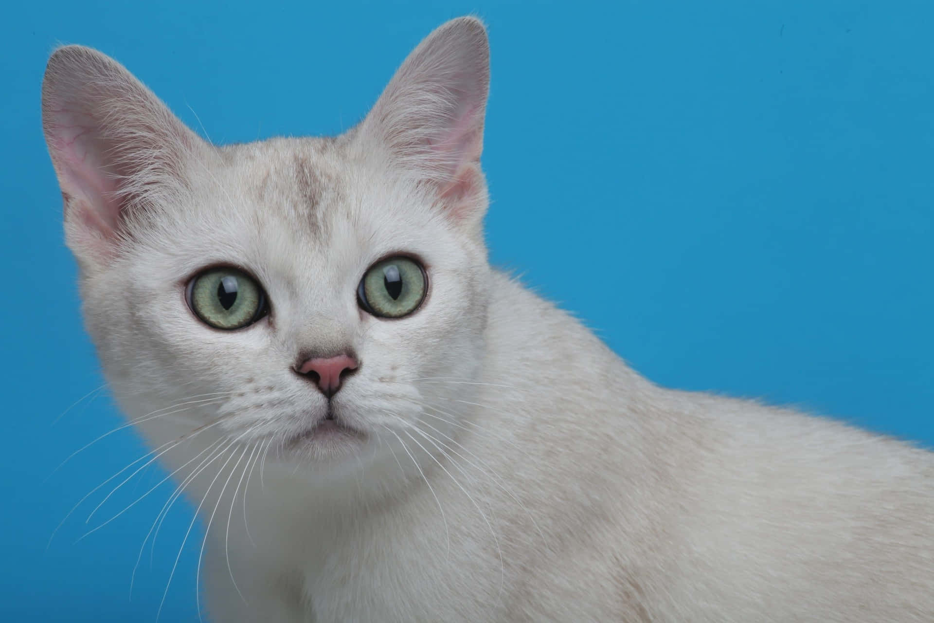 Stunning Burmilla cat striking a pose on a ledge Wallpaper