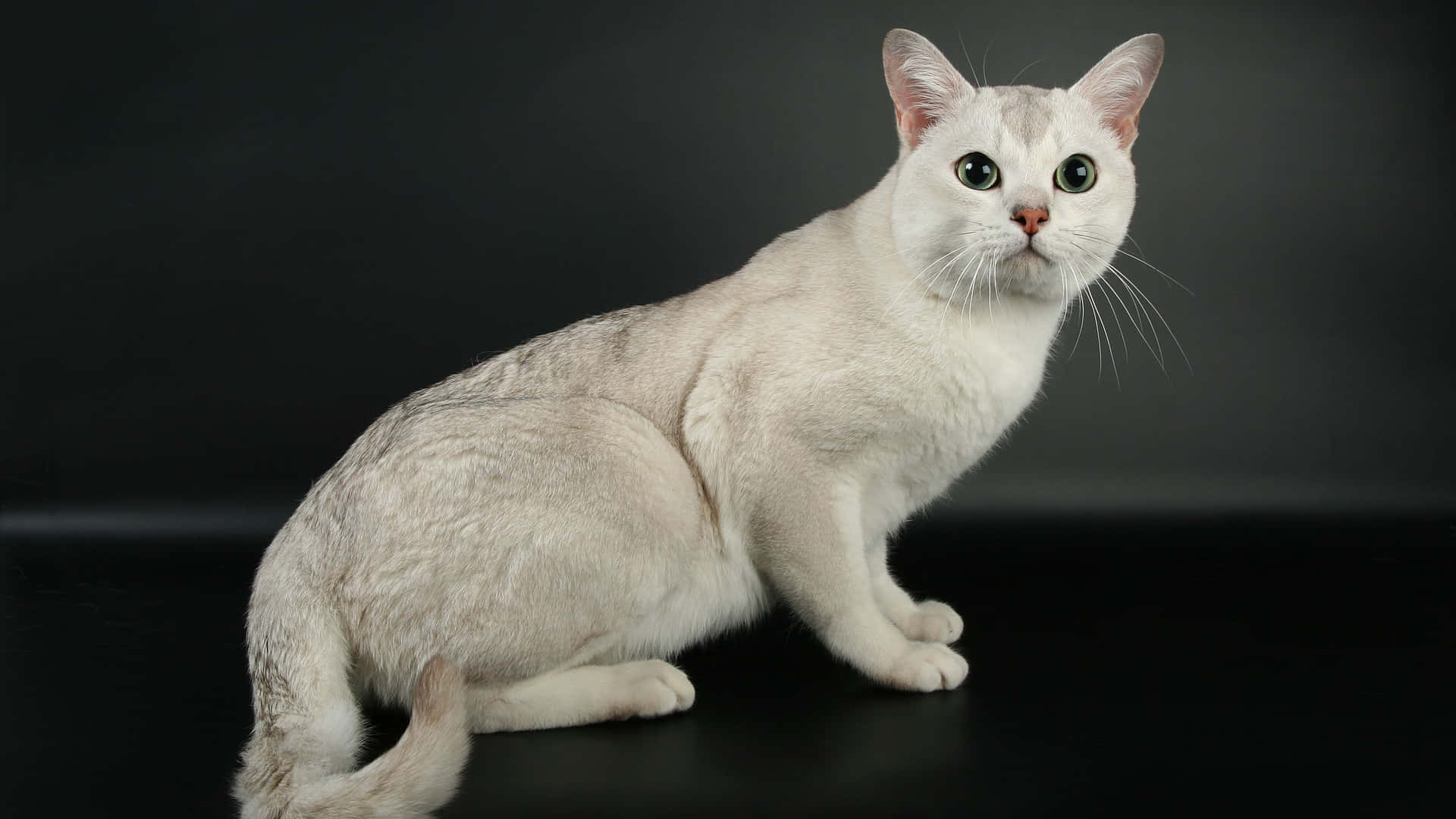 Elegant Burmilla Cat Lounging on a Couch Wallpaper