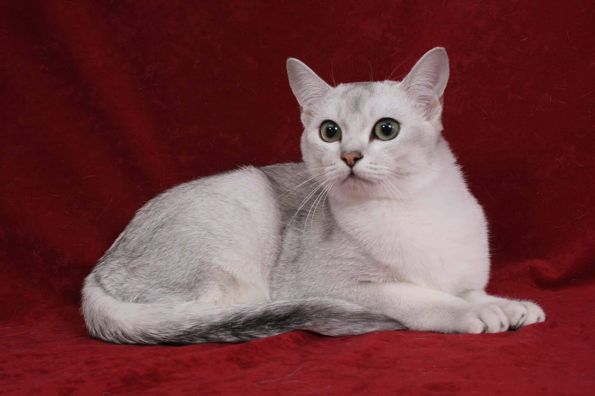 Beautiful Burmilla cat sitting near a window. Wallpaper