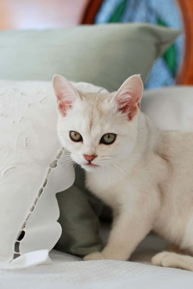 Caption: Elegant Burmilla Cat Lounging on a Couch Wallpaper