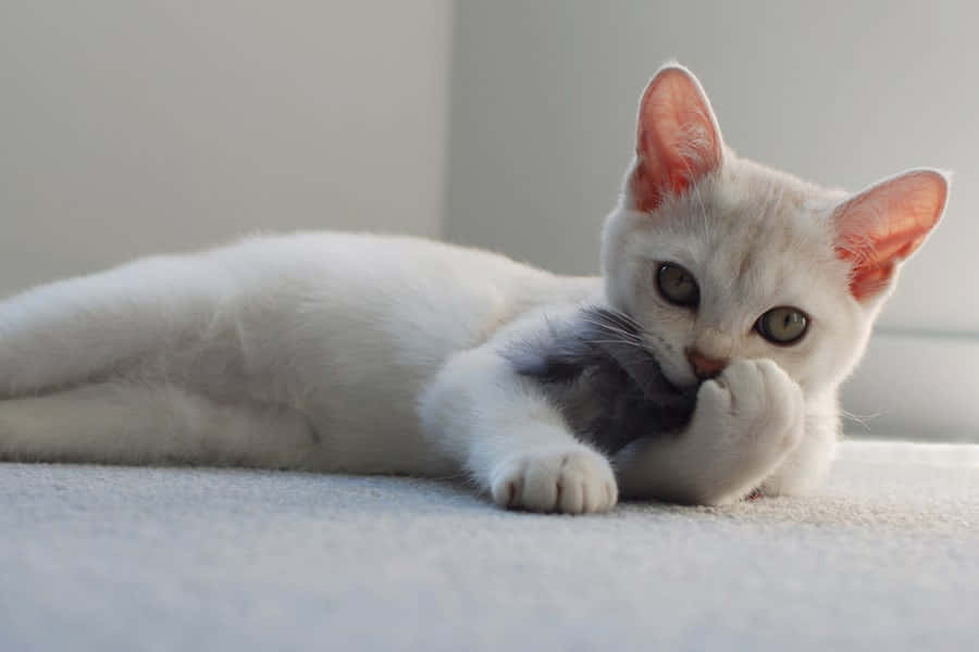 Elegant Burmilla Cat Lounging on a Couch Wallpaper