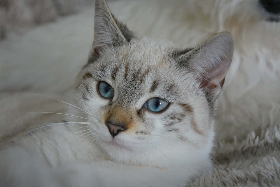 Beautiful Burmilla cat resting on a blanket Wallpaper