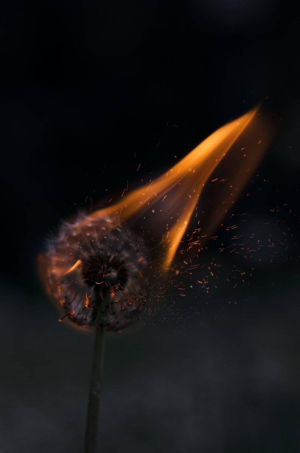 Burning Dandelion Flower Dark Mode
