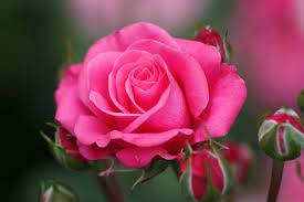 Floresde Rosas Rosadas Ardiendo. Fondo de pantalla
